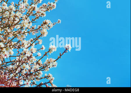 Große Textur von Mandeln rosa Blüten auf blauem Himmel Hintergrund, mit einer geringen Tiefenschärfe und selektiven Fokus auf Blüten Blütenblätter. Mandeln Blumen im Frühling mit blauem Himmel Hintergrund und mit Knospen. Stockfoto