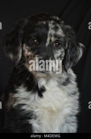 Welpe Stockfoto