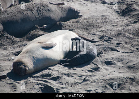 Weibliche Elefanten Dichtung Krankenpflege sein Baby Elephant Seal in den USA Stockfoto