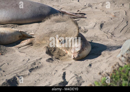 Junger Elefant Dichtung am Strand Schleifen in den USA Stockfoto