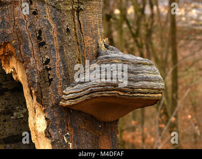 Pilz; Pilz; Zunder Pilz; Pferdehuf Pilz; Stockfoto