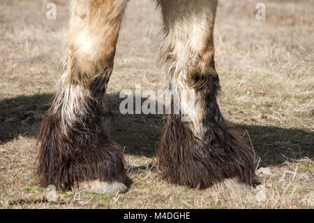 Schweres Pferd Hufe Stockfoto