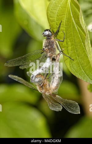 Knappe Chaser Stockfoto