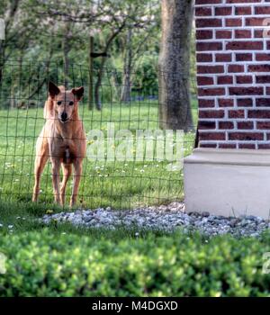 Niederländische Landschaft an einem sonnigen Tag im Mai Stockfoto