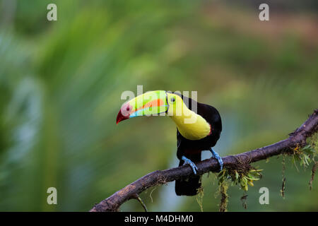 Keel billed Toucan im Regenwald sitzen auf einem Ast Stockfoto