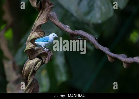 Blau Grau tanager Sitzen auf einem Zweig in den Regenwald Stockfoto