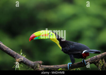 Keel billed Toucan in Costa Rica Stockfoto