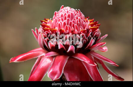 Nahaufnahme von einem roten Taschenlampe ginger Blossom Stockfoto