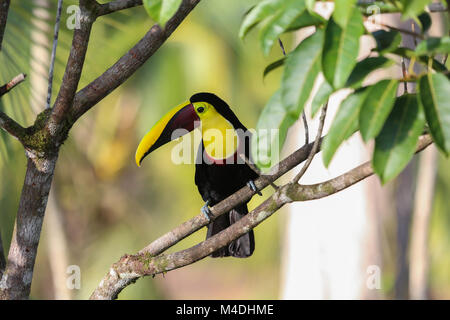 Chestnut Mandibled Toucan in Costa Rica Stockfoto