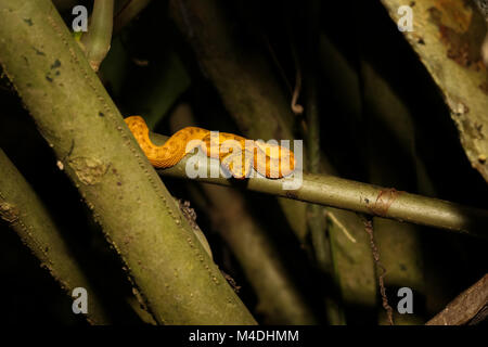 Wimpern Pitviper in Costa Rica Stockfoto