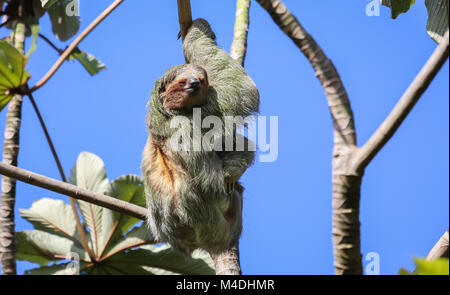 Drei Toed Sloth hängen in einem Baum Stockfoto