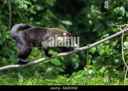 Weiße Nase Nasenbär in Costa Rica Stockfoto