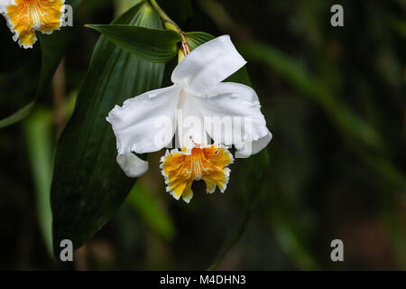 Orchideen Blüten im Regenwald in Costa Rica Stockfoto