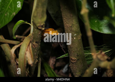 Wimpern Pitviper hiddenin Busch Stockfoto