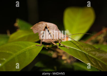 Blatt Katydid sitzt auf einem Blatt im Regenwald Stockfoto