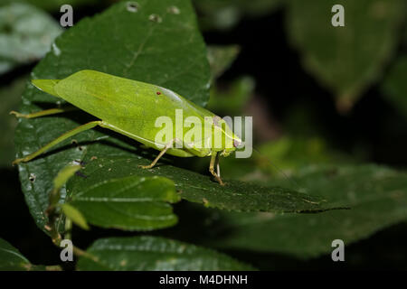 Blatt Katydid sitzt auf einem Blatt im Regenwald