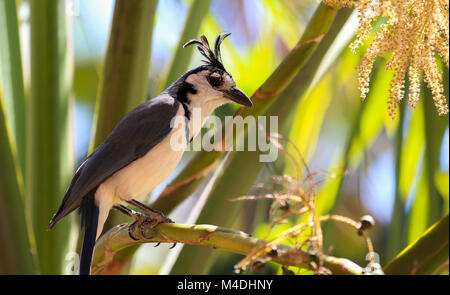 White throated Elster Eichelhäher sitzt auf einem Ast Stockfoto