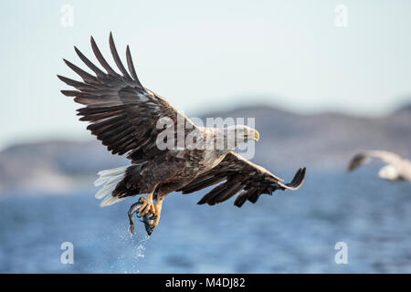 White tailed Sea Eagle, Fische zu fangen, Stockfoto