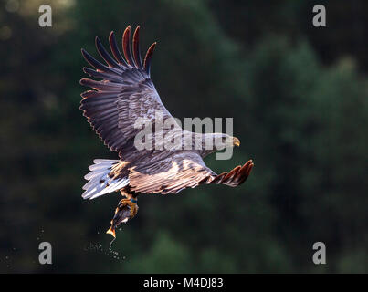 White tailed Sea Eagle, Fische zu fangen, Stockfoto