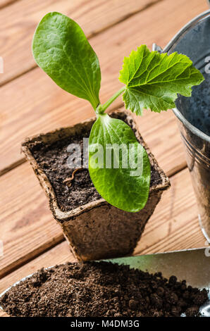 Sämlinge Zucchini und Gartengeräte auf eine Holzoberfläche Stockfoto