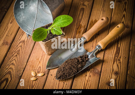 Sämlinge Zucchini und Gartengeräte auf eine Holzoberfläche Stockfoto