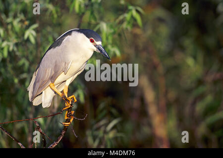 Schwarz - gekrönte Night Heron in der Zucht Gefieder/Nycticorax nycticorax Stockfoto