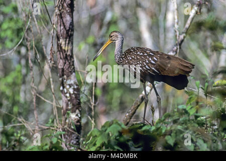 Limpkin/Crying Bird nach Vogel/Aramus guarauna Stockfoto