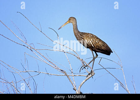 Limpkin/Courlan nach Vogel/Aramus guarauna Stockfoto