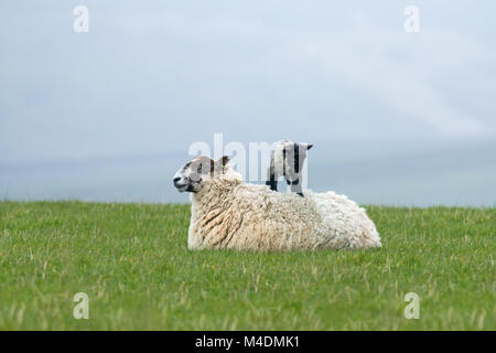 Neugeborenes Lamm stehend auf seine Mutter wieder in Sussex Feld. Stockfoto