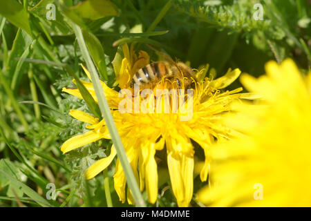 Taraxacum Officinale, Löwenzahn, Biene mit Pollen Stockfoto