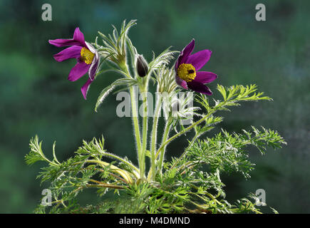 Common Pasque flower; Pasque flower; Däne Blut Stockfoto