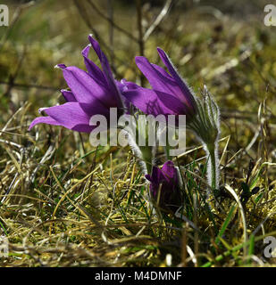 Common Pasque flower; Pasque flower; Däne Blut Stockfoto