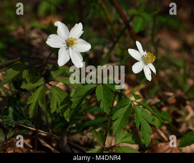 Thimbleweed; Cuneata; Geruch Fox; Grove Cuneata; Stockfoto