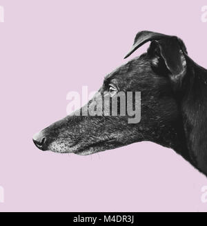 Greyhound Profil Design Stockfoto