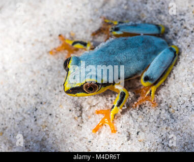 Boophis Laubfrosch von Madagaskar Stockfoto