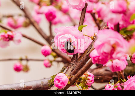 Bumblebee sammelt Nektar in einem blühenden Mandelbäume blühen rosa Farbe Stockfoto