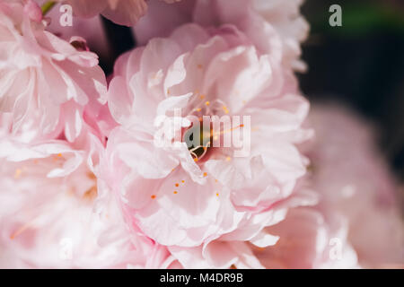 Blüte rosa Mandelblüte close-up Stockfoto