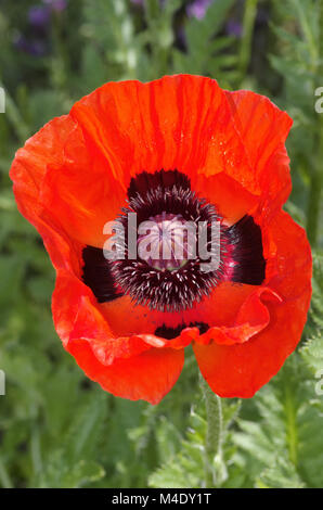 Orientalische Mohn Stockfoto