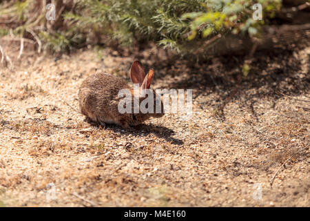 Kinder Kaninchen, Sylvilagus bachmani, wilde Bürste Kaninchen Stockfoto