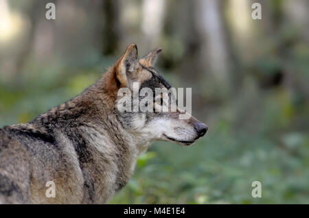 grauer wolf Stockfoto