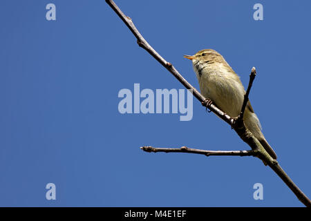 Buchfink auf einem Ast Stockfoto