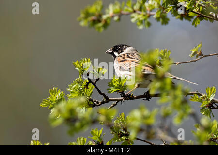 Gemeinsamen Reed bunting Stockfoto