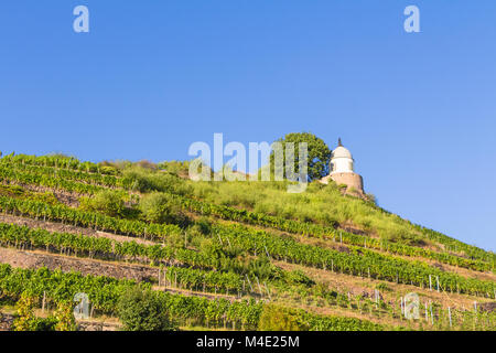 Weinberg mit verschiedenen Sorten von Wein mit im Sommer Stockfoto