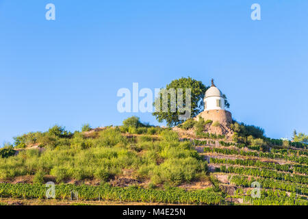 Weinberg mit verschiedenen Sorten von Wein mit im Sommer Stockfoto