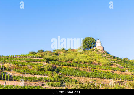 Weinberg mit verschiedenen Sorten von Wein mit im Sommer Stockfoto