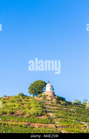 Weinberg mit verschiedenen Sorten von Wein mit im Sommer Stockfoto