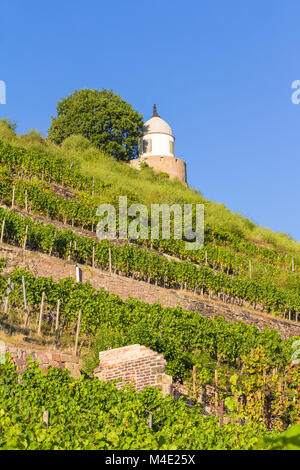 Weinberg mit verschiedenen Sorten von Wein mit im Sommer Stockfoto