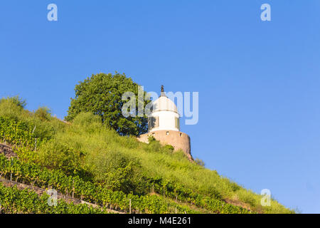 Weinberg mit verschiedenen Sorten von Wein mit im Sommer Stockfoto