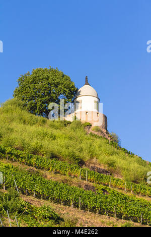 Weinberg mit verschiedenen Sorten von Wein mit im Sommer Stockfoto