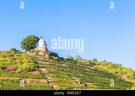 Weinberg mit verschiedenen Sorten von Wein mit im Sommer Stockfoto